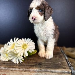 Bernedoodle Puppies from Bernedoodles of Florida