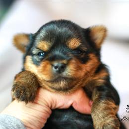 Yorkshire Terrier Puppies from Essence of Grace Yorkies