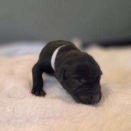 Male 4 blk - Black male Labrador Retriever puppy in Lenore, Idaho from Sunny Skies Retrievers