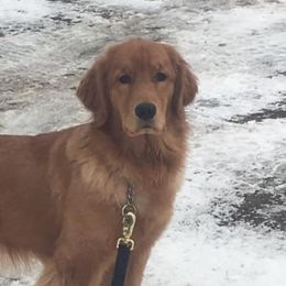 Golden Retriever All Grown Up from Barefoot Goldens