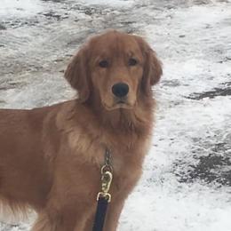 Golden Retriever All Grown Up from Barefoot Goldens