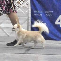 Famous - Chihuahua