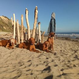 Vizsla All Grown Up from Vizslas