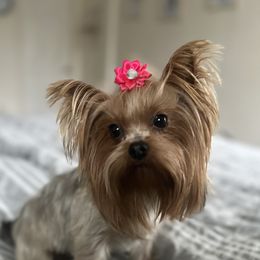 Poppy - Yorkshire Terrier