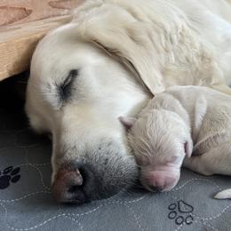 Golden Retriever Puppies from Journeyman Goldens