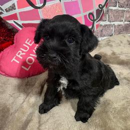 Tillie - Black female Miniature Schnauzer puppy in Lufkin, Texas from C&K’s Schnauzer House