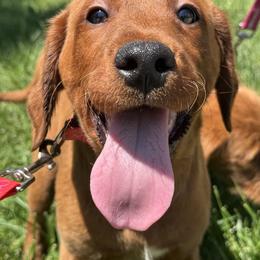 Prince - Chocolate male Labradoodle puppy in Beltsville, Maryland from Georges labradoodles