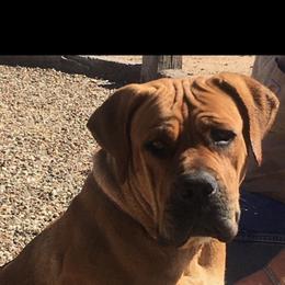 Sienna  - Boerboel