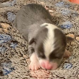 Jackson - Blue and white male Chihuahua puppy in Drumright, Oklahoma from Fancy Pants Chihuahua’s