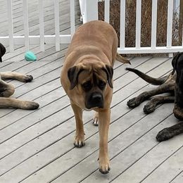 Mastiffs from Sonnenblume’s Mastiffs