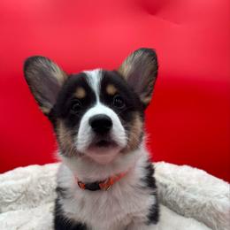 Kringle - Black and tan male Pembroke Welsh Corgi puppy in Minooka, Illinois from Lucky J Corgis