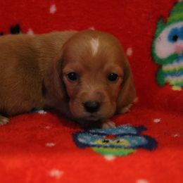 Basset Hound Puppies from Great Lakes Kennel
