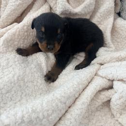 Osco - Black and mahogany male Rottweiler puppy in Parker, Colorado from Denver Rotties