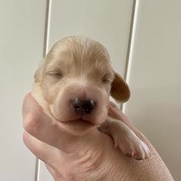 Popcorn - Cream male Dachshund puppy in Wolf Lake, Indiana from Canisteo Dachshunds