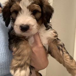 American Eskimo Dog and Bernedoodle Puppies from Shadow Kennels