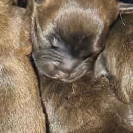 Staffordshire Bull Terrier Puppies from Moonspinner Staffords