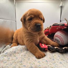 Bulda - Yellow female Labrador Retriever puppy in Carlsbad, New Mexico from ECMO Farm Dalmatians & Labrador Retrievers