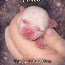 Halo - Fawn female Chihuahua puppy in New Castle, Delaware from Sasha’s Elite Kennel LLC