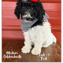 Jade - Parti female Goldendoodle puppy in Fort Lupton, Colorado from Puppy Paws Colorado