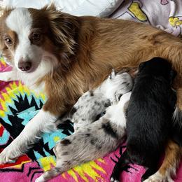 Toy Australian Shepherd puppies from BMNM2 Toy Aussies