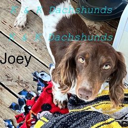 Dachshunds from K & K Dachshunds