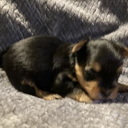 Assorted Doodle Crosses, Double Doodle, Maltipoo, Morkie, and Yorkipoo Puppies from Danza Bolo