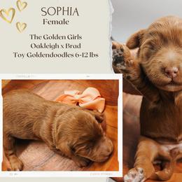 Sophia - Red  female Goldendoodle puppy in Hilton, New York from The House of Goldendoodle