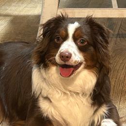 Australian Shepherd, Miniature American Shepherd, and Miniature Australian Shepherd All Grown Up from Spirited Aussies