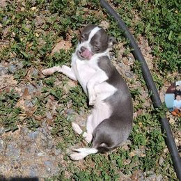 Porscha - Chihuahua