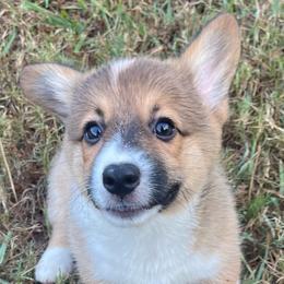 Red boy - Red male Pembroke Welsh Corgi puppy in Adairsville, Georgia from R&R Corgis
