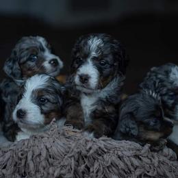 Bernedoodle Puppies from Autumn Vanskiver