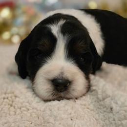 Cheers - Tri-Roan male English Springer Spaniel puppy in Cookeville, Tennessee from Krossroads Kennel