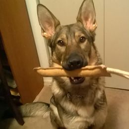 German Shepherd Puppies from Sharashe Shepherds