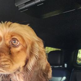 Rowan - Cocker Spaniel