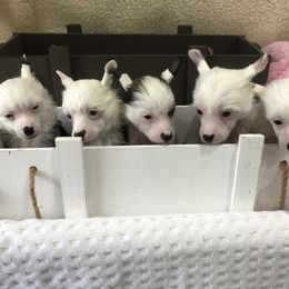 Chinese Crested Puppies from Chinese Checkers Chinese Cresteds