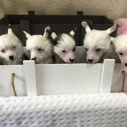 Chinese Crested Puppies from Chinese Checkers Chinese Cresteds