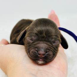 Purple collar girl - Brown and tan female Cockapoo puppy in Oologah, Oklahoma from Timber Hills Poodles and Doodles