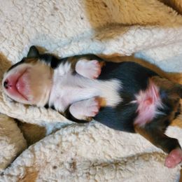 Miniature Australian Shepherd Puppies from CopperHead Aussies