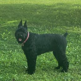 Giant Schnauzers from Jotunn Kennels