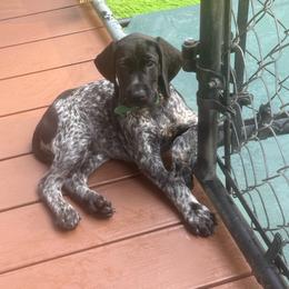 Green collar female - Black female German Shorthaired Pointer puppy in Rincon, Georgia from South Creek Kennels / SCK Gun Dogs
