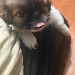 Pekingese, Poodle, and Shih Tzu Puppies from Happy puppies