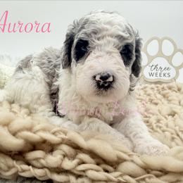 Aurora - Blue merle female Bernedoodle puppy in Omaha, Nebraska from Whimsy Doodles