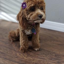 Cavapoos from cavapoo idaho