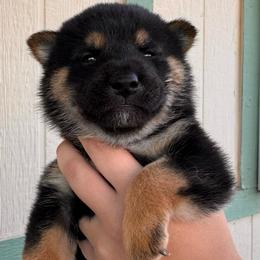 Chip - Black and tan male Shiba Inu puppy in Las Vegas, Nevada from GBs Shiba Inu's