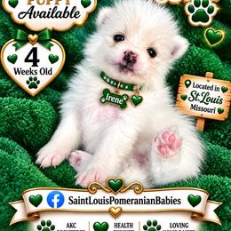 Irene - White female Pomeranian puppy in St. Louis, Missouri from Saint Louis Pomeranian babies
