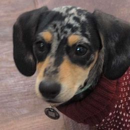 Dachshunds from Southern Belle Dachshunds