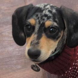Dachshunds from Southern Belle Dachshunds
