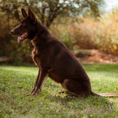 Ember - German Shepherd