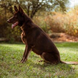 Ember - German Shepherd
