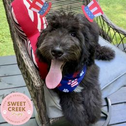 Assorted Doodle Crosses and Sheepadoodle Puppies from Sweet Creek Pups